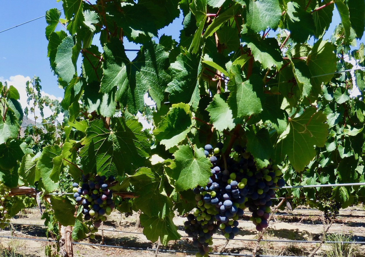 Wine High